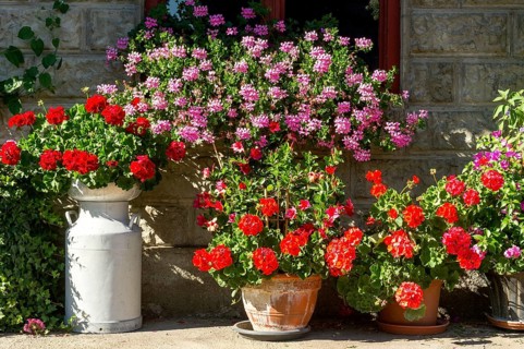 Geraniums