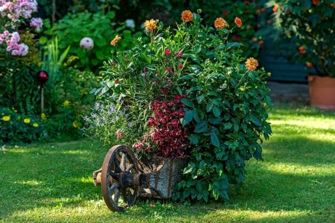 Old wheelbarrow planted with flowers in a cottage garden