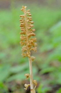 Bird's-nest Orchid