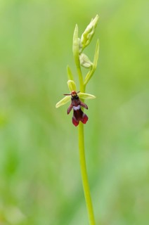 Fly Orchid