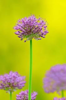 Persian Onion or Star of Persia