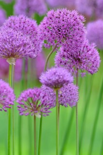 Persian Onion or Star of Persia