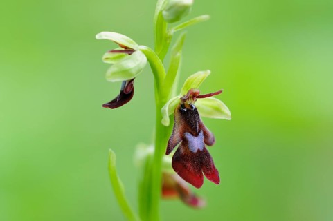 Fly orchid