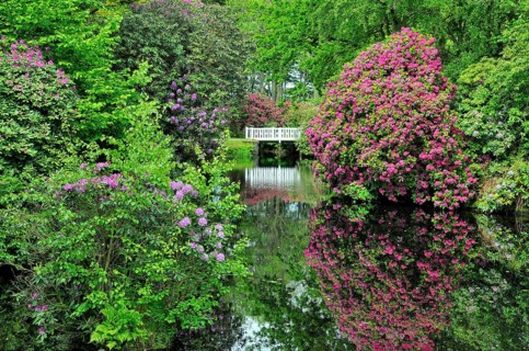 Landscaped garden and Lutetsburg Castle Park with old rhododendrons