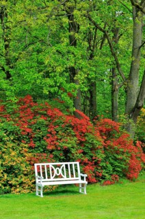 Landscaped garden and Lutetsburg Castle Park with old rhododendrons