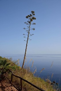 Flowering agave on coastal footpath