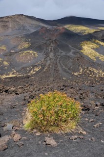 Black lava with vegetation at the crater La Montagnola