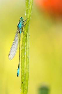 Common blue damselfly