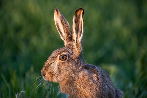 Hare