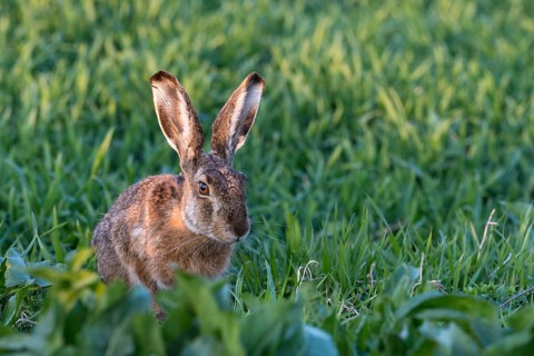 Hare