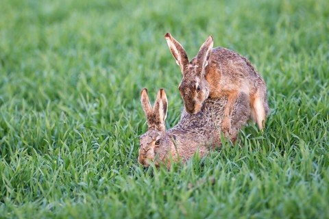 Two Hares