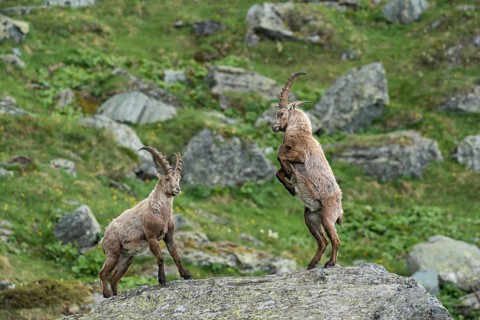 Young Alpine Ibexes