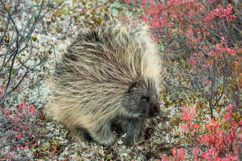North American Porcupine
