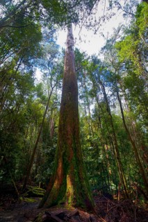 Tall trees