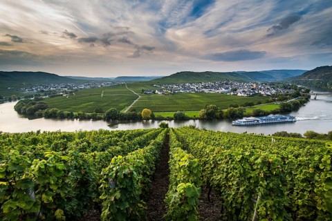 Cruiseship shipping between the vineyards around the Moselle