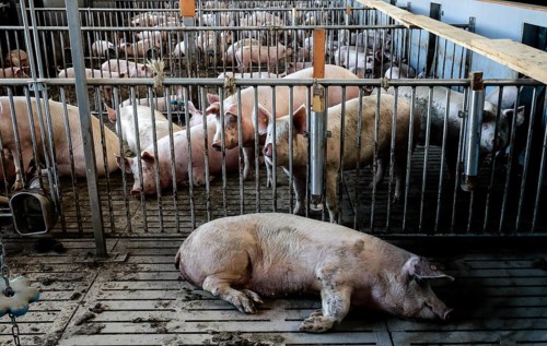 Mass livestock farming