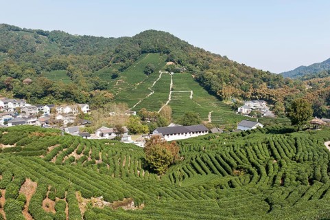 Tea plants