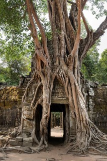 Roots of a Strangler Fig