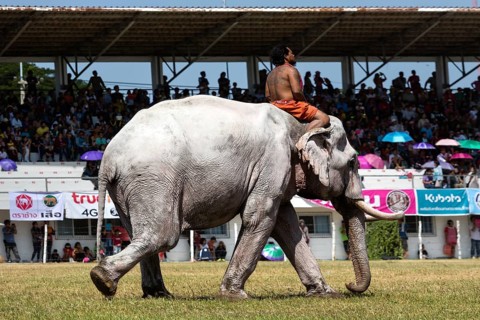 White elephant at the Elephant Festival
