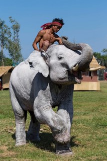 White elephant at the Elephant Festival