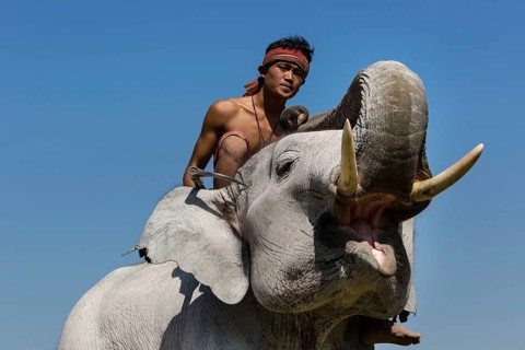White elephant at the Elephant Festival