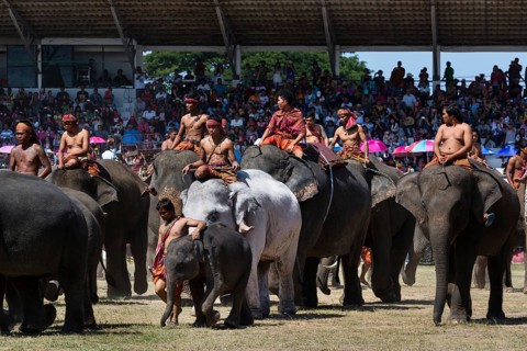 White elephant at the Elephant Festival