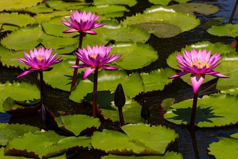 Lotus flowers