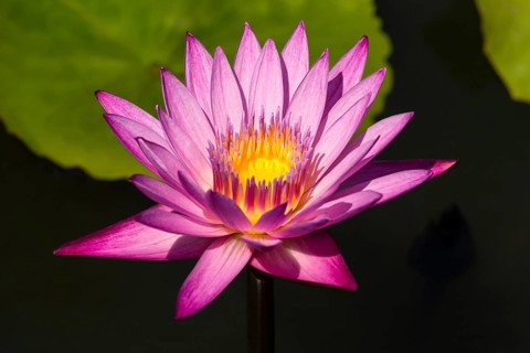 Lotus flower