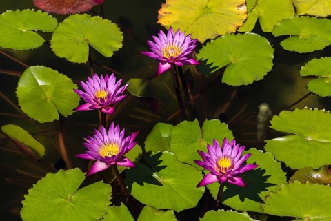 Lotus flowers