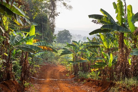 Road through bananas