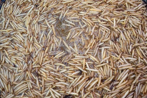 Fried bamboo worms on a market