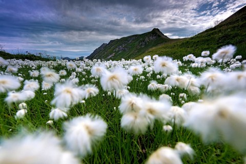 Scheuchzer's cottongrass