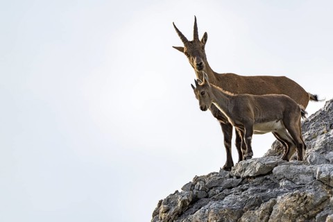 Alpine ibex