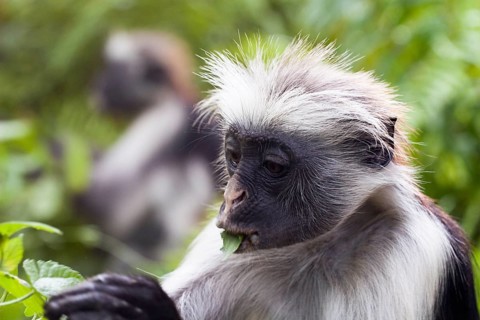 Zanzibar red colobus
