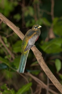 Narina trogon