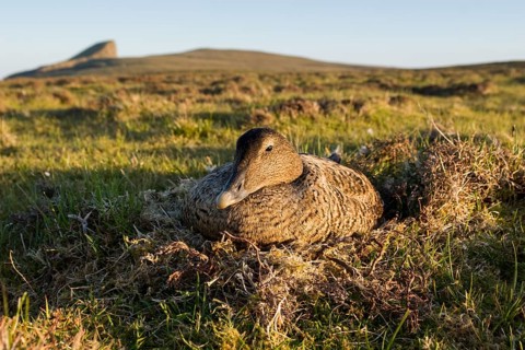 Eider Duck