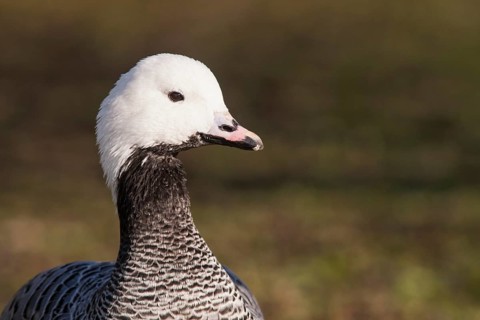Emperor goose