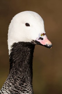Emperor goose