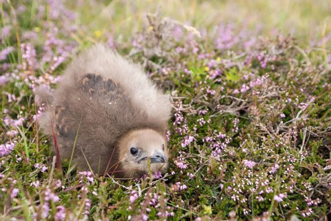 Arctic skua