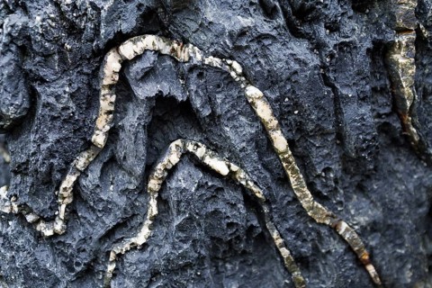Detail of folded quartz veins in black metamorphic rock