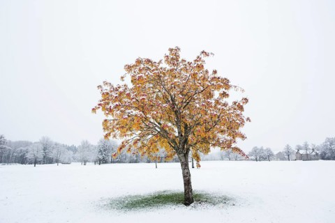Sycamore