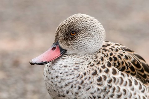 Cape Teal