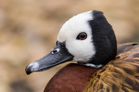 White-faced Whistling Duck