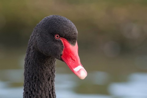 Australian Black Swan