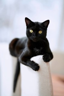 Black cat
