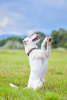White Parson Russell Terrier sitting up and begging in a meadow