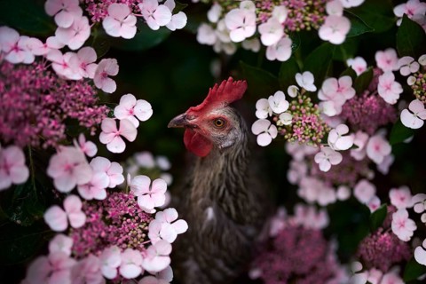Free-running grey Domestic Chicken