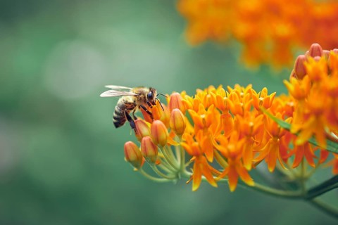 Honey bee