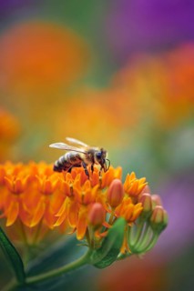 Honey bee