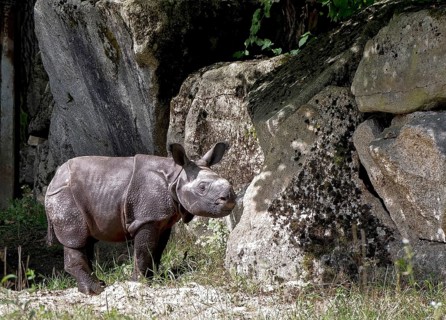 Indian Rhinoceros